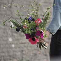 Frühlingsboten [Blumen-Abo]