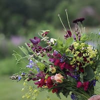 Blumen-Abo Sommer