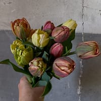 Tulpenbund